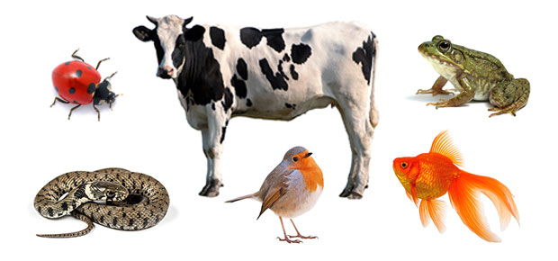 Types of Animals