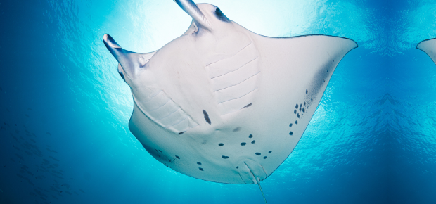 Dive into the World of Manta Rays with Manta Trust