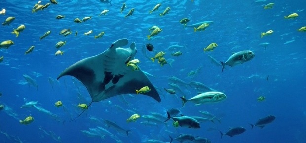 Discover how to be a voice for the Ocean: #SaveTheMantas!