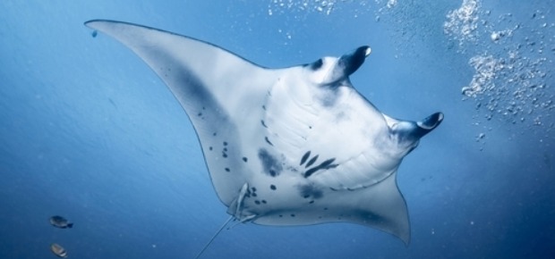 Learn about how to #SaveTheMantas!
