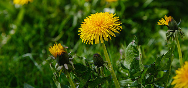 Dandelions in different places