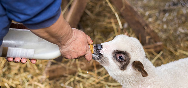 Lambing - Interview with a Kent Farmer